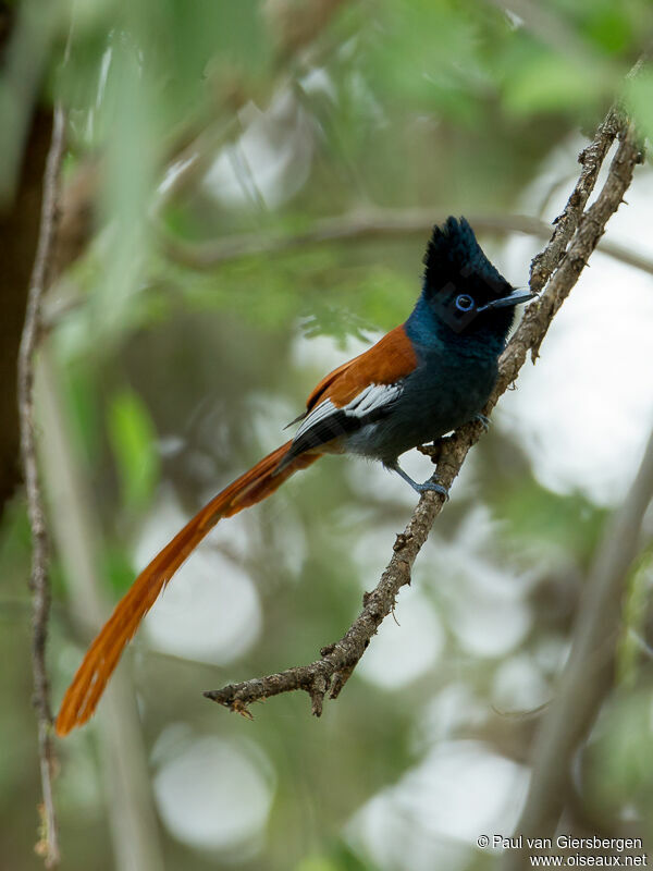 African Paradise Flycatcher