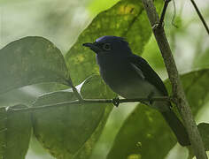 Short-crested Monarch