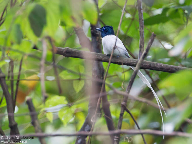 Blyth's Paradise Flycatcher male adult, identification