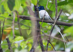 Blyth's Paradise Flycatcher