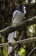 Blyth's Paradise Flycatcher