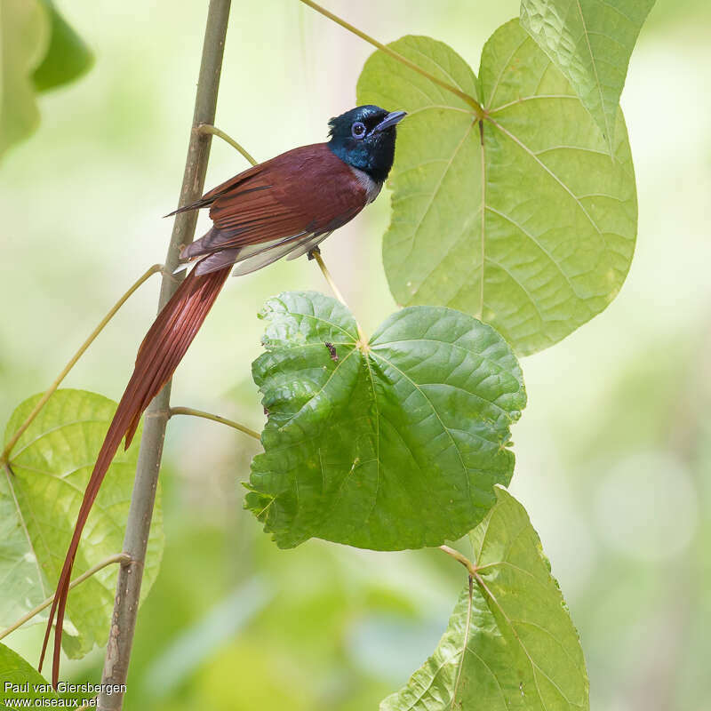 Amur Paradise Flycatcher male adult, identification