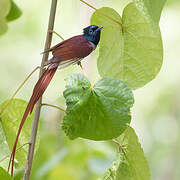 Amur Paradise Flycatcher