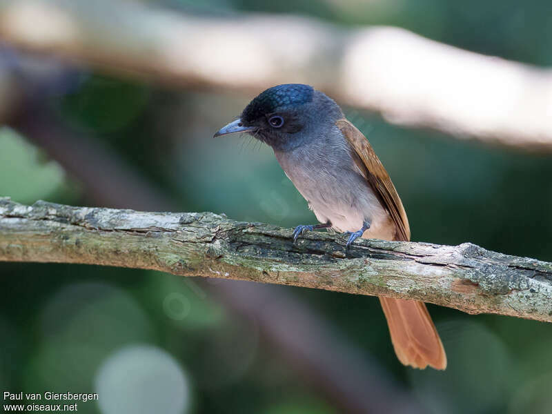 Amur Paradise Flycatcher female adult