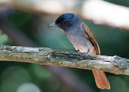 Amur Paradise Flycatcher