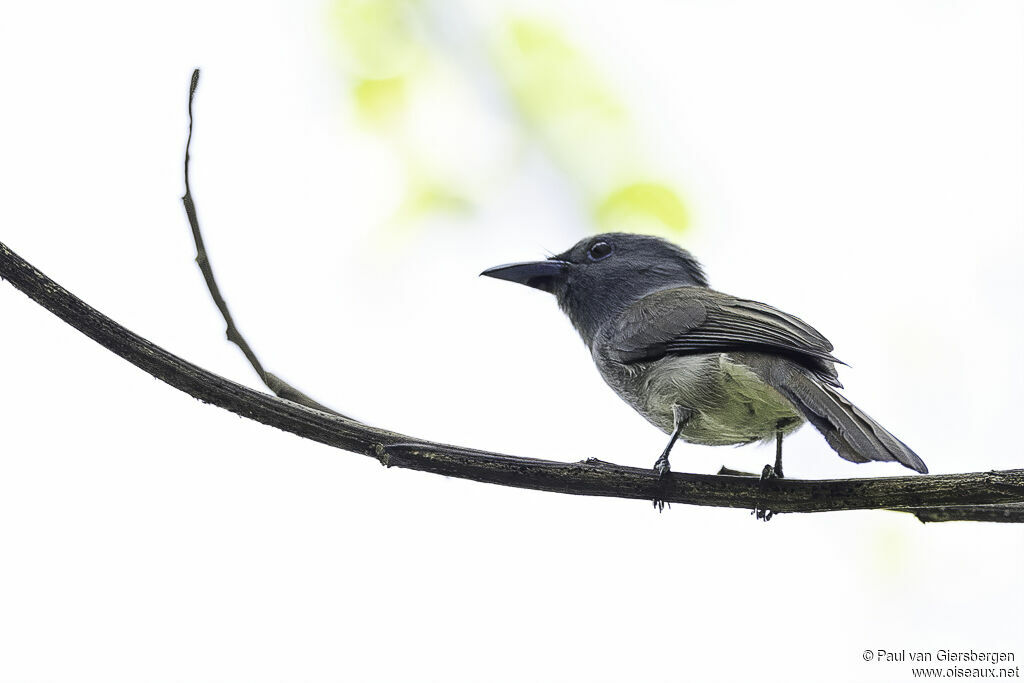 Blue Paradise Flycatcher female adult