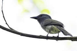 Blue Paradise Flycatcher