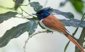 Indian Paradise Flycatcher