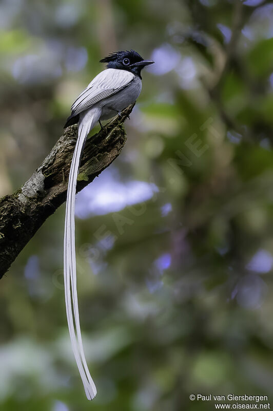 Indian Paradise Flycatcher male adult breeding
