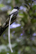 Indian Paradise Flycatcher