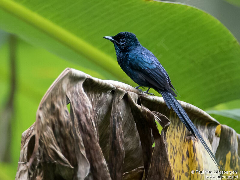 Sao Tome Paradise Flycatcher