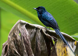 Sao Tome Paradise Flycatcher