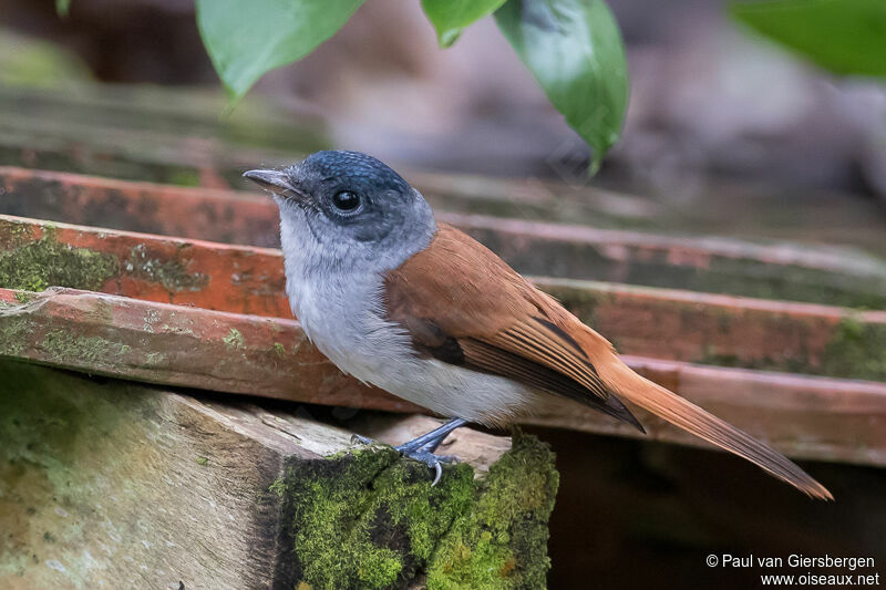 Sao Tome Paradise Flycatcher