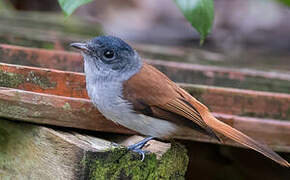 Sao Tome Paradise Flycatcher