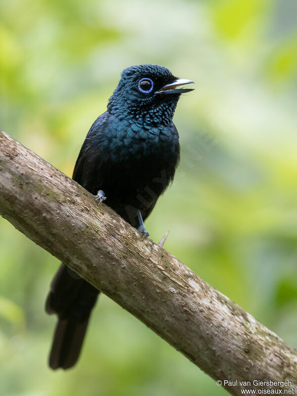 Sao Tome Paradise Flycatcher