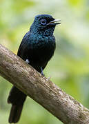 Sao Tome Paradise Flycatcher