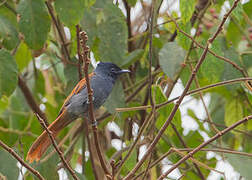 Rufous-vented Paradise Flycatcher