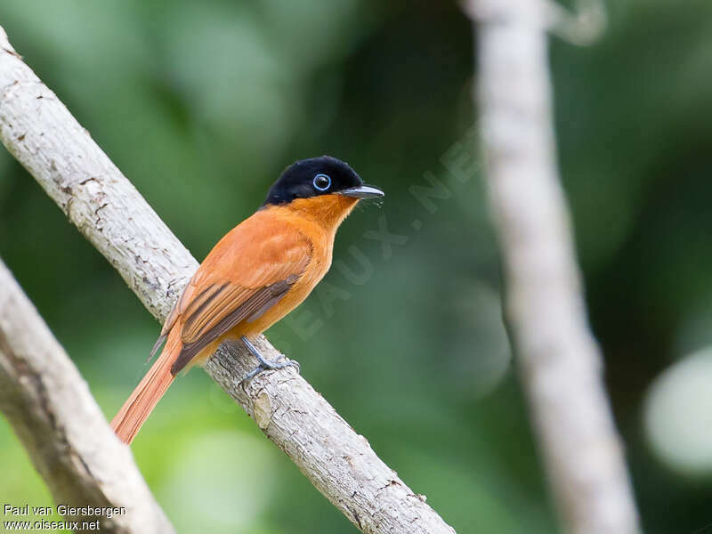 Malagasy Paradise Flycatcher female adult, pigmentation