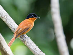 Malagasy Paradise Flycatcher