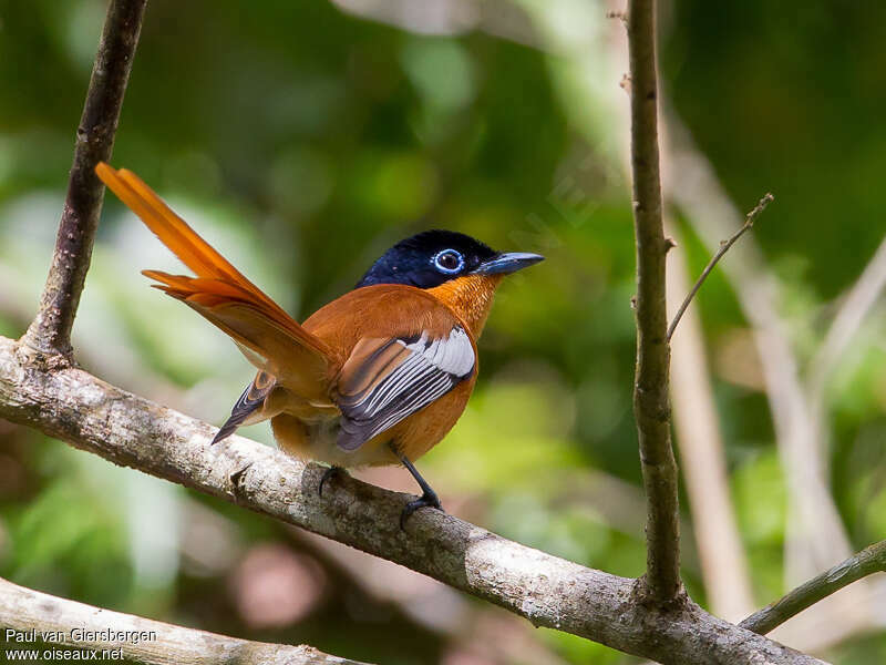 Tchitrec malgache mâle adulte, identification