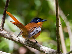 Malagasy Paradise Flycatcher