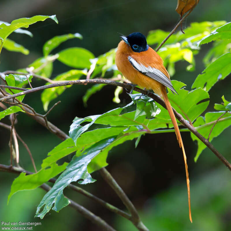 Malagasy Paradise Flycatcher male adult breeding, habitat, pigmentation