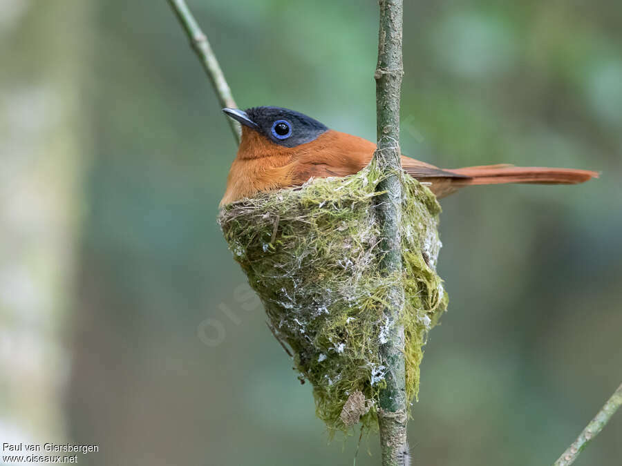 Malagasy Paradise Flycatcher female adult, Reproduction-nesting