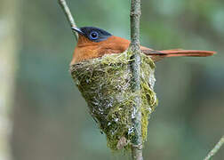 Malagasy Paradise Flycatcher