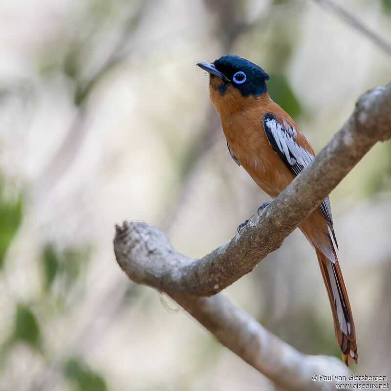 Malagasy Paradise Flycatcher male adult