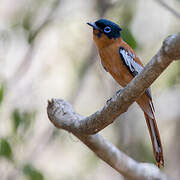 Malagasy Paradise Flycatcher