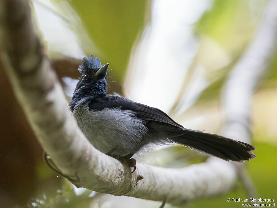 Blue-headed Crested Flycatcher male adult