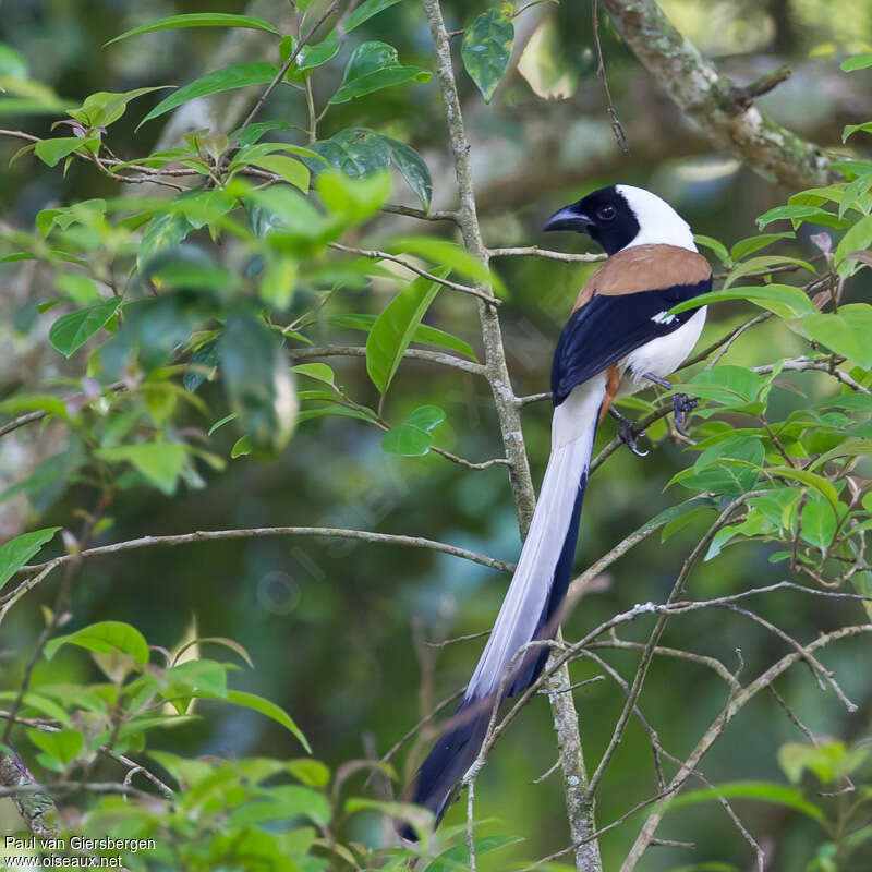 White-bellied Treepieadult, identification