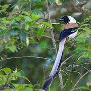 White-bellied Treepie