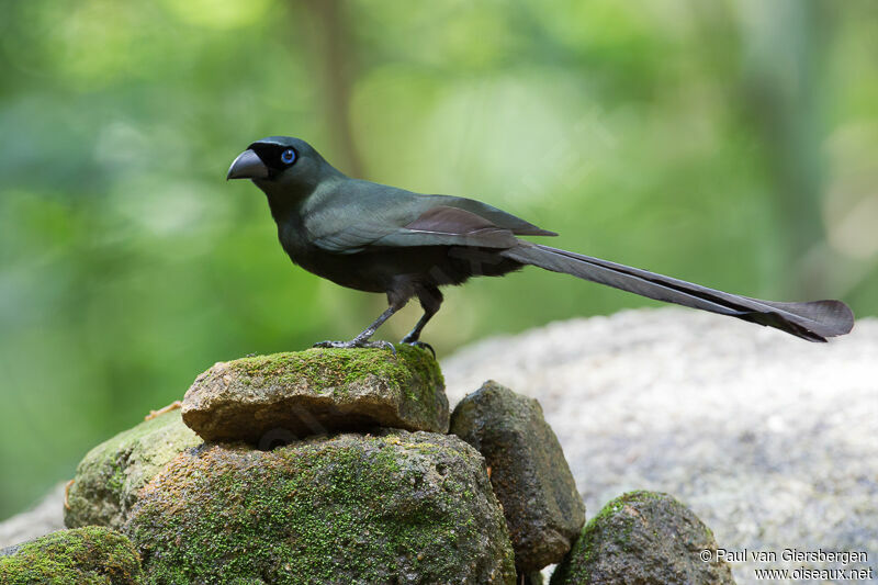 Racket-tailed Treepie