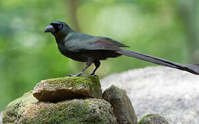 Racket-tailed Treepie