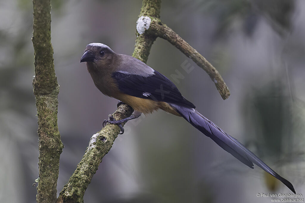 Bornean Treepieadult