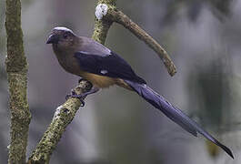 Bornean Treepie