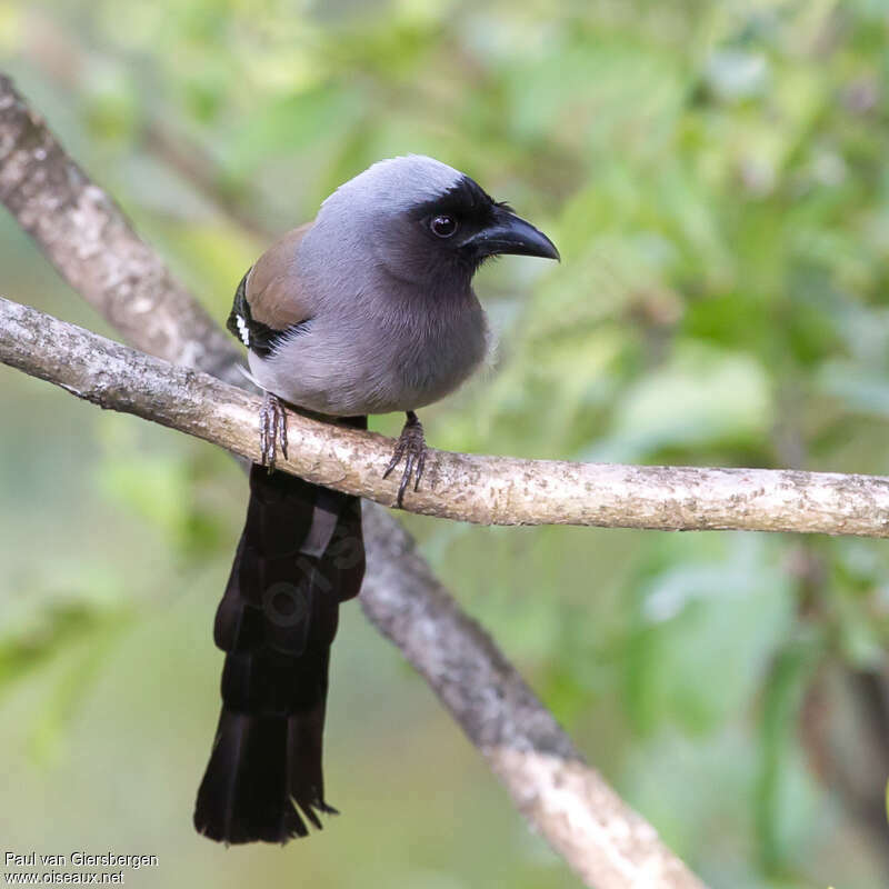 Grey Treepieadult, aspect