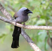 Grey Treepie