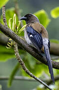 Grey Treepie