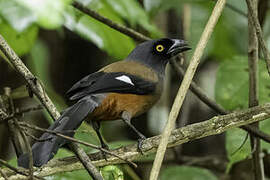 Andaman Treepie