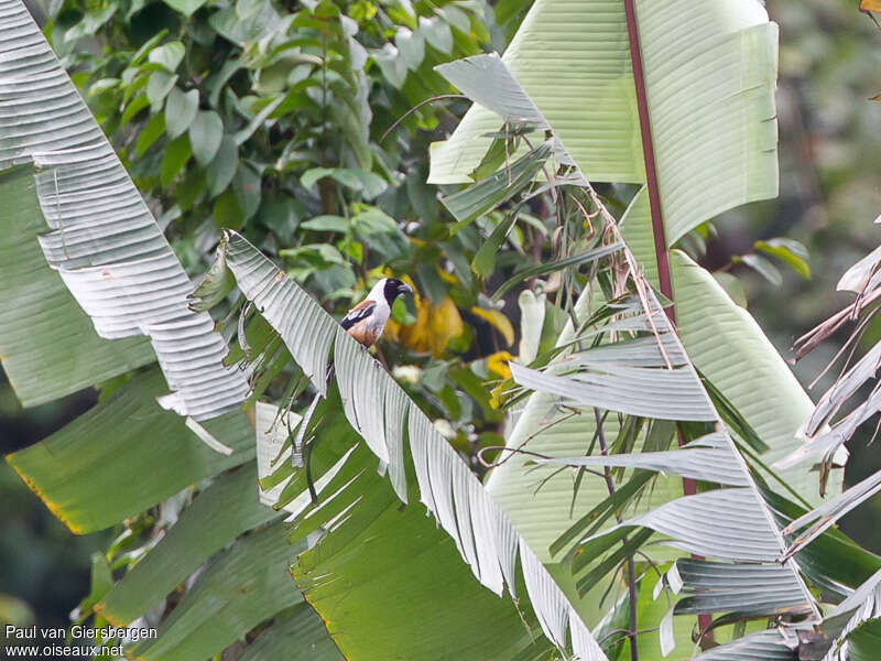 Collared Treepieadult, identification