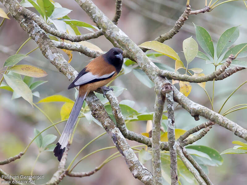 Rufous Treepie