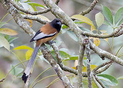 Rufous Treepie