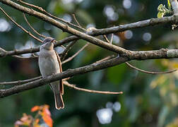 Large Woodshrike