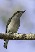 Sri Lanka Woodshrike