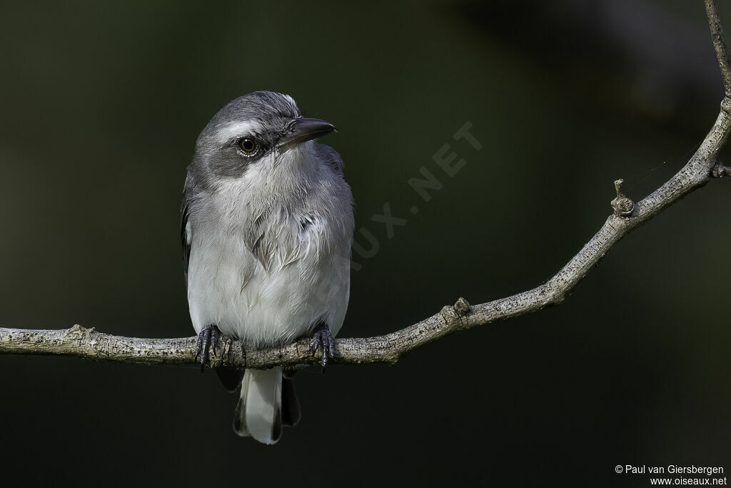 Sri Lanka Woodshrikeadult