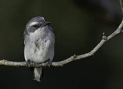 Sri Lanka Woodshrike