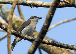 Malabar Woodshrike