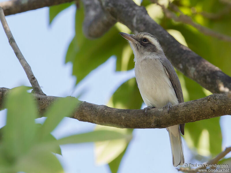 Common Woodshrikeadult